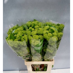 Viburnum Roseum St