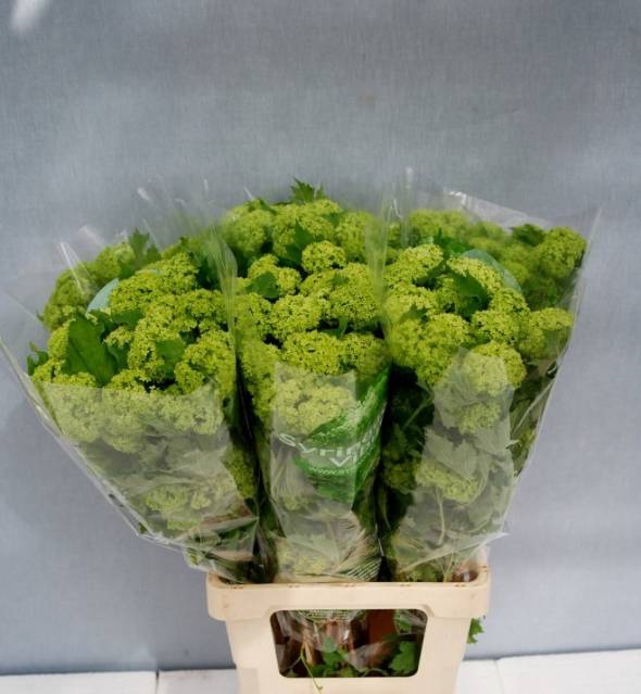 <h4>Viburnum Roseum St</h4>