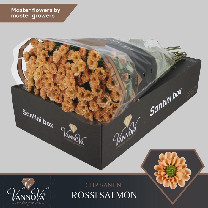 <h4>Chrysanthemum SA 'Rossi Salmon'</h4>