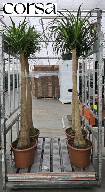 <h4>BEAUCARNEA RECUR</h4>