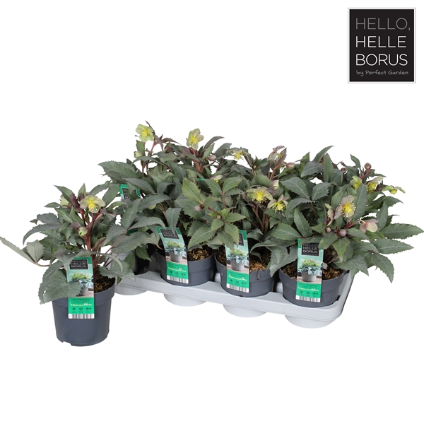 <h4>Helleborus sternii 'Silver Star' P14</h4>