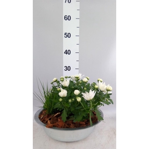 Arr.   Tuinplanten L%