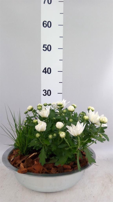 <h4>Arr.   Tuinplanten L%</h4>
