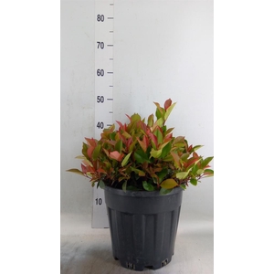 Photinia fraseri 'Little Red Robin'