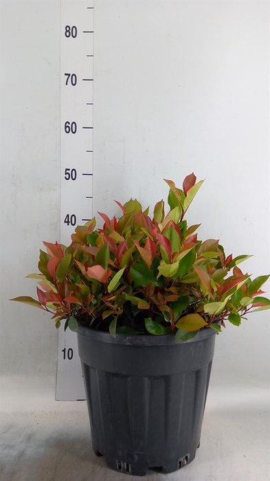 <h4>Photinia fraseri 'Little Red Robin'</h4>