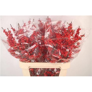 Ilex Verticilata Red Extra