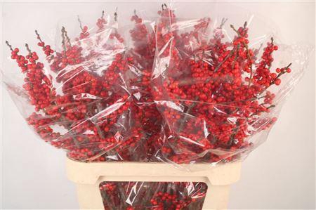 <h4>Ilex Verticilata Red Extra</h4>