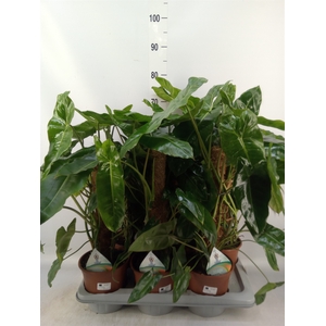 Philodendron   ...