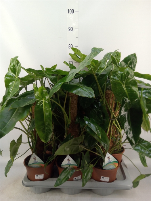 <h4>Philodendron   ...</h4>
