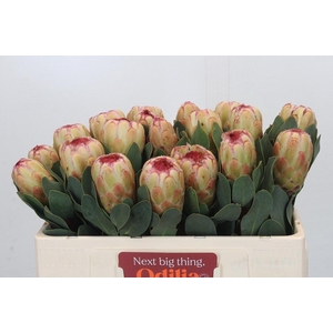 PROTEA GRANDICOLOR