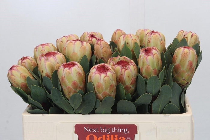 <h4>PROTEA GRANDICOLOR</h4>