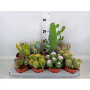 Cactus   ...mix