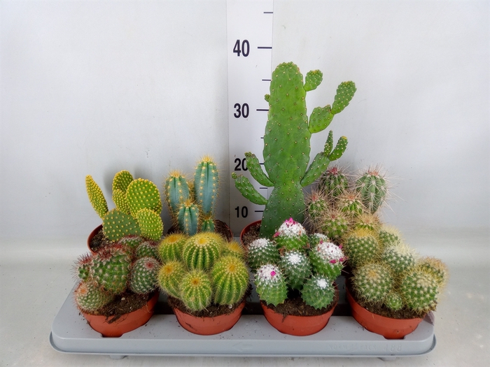 <h4>Cactus   ...mix</h4>