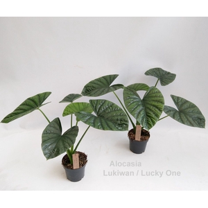 Alocasia