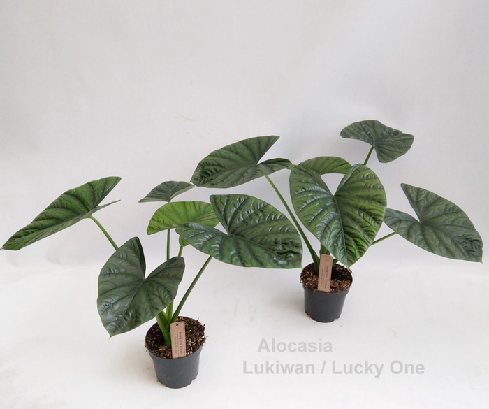 Alocasia