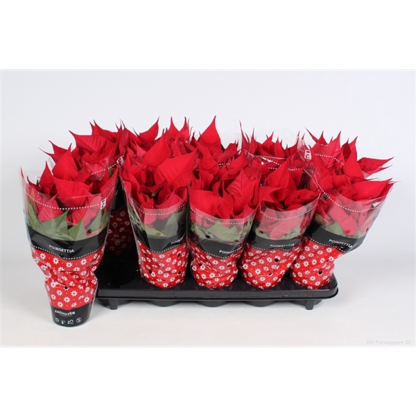 <h4>Euphorbia pulcherrima Christmas Feelings</h4>