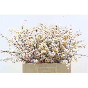 Ilex Kbh Yellow Snow Stem