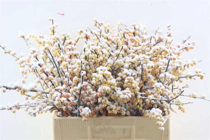 Ilex Kbh Yellow Snow Stem