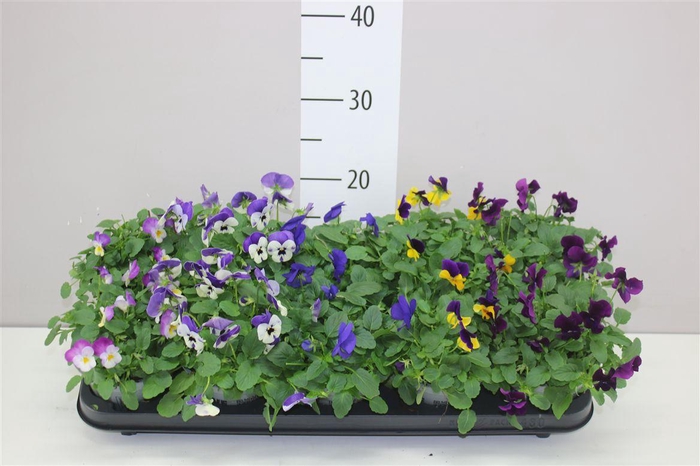 <h4>Bloembol Tulipa Gemengd</h4>