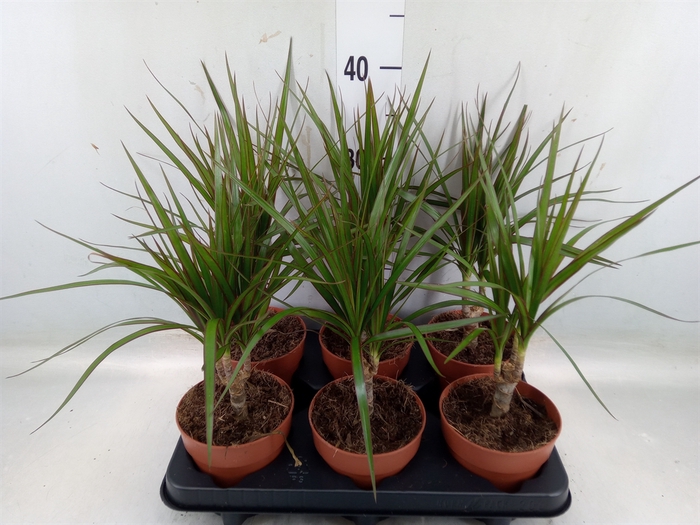 <h4>Dracaena marg.</h4>