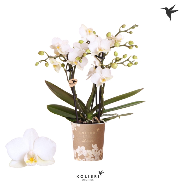 <h4>Kolibri Orchids Phalaenopsis Blossom Zurich 3 spike</h4>