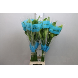 Zant Ae Green Goddes