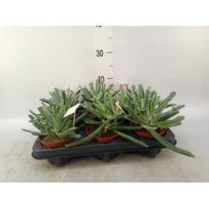 Cotyledon  'Elephants Trunk'