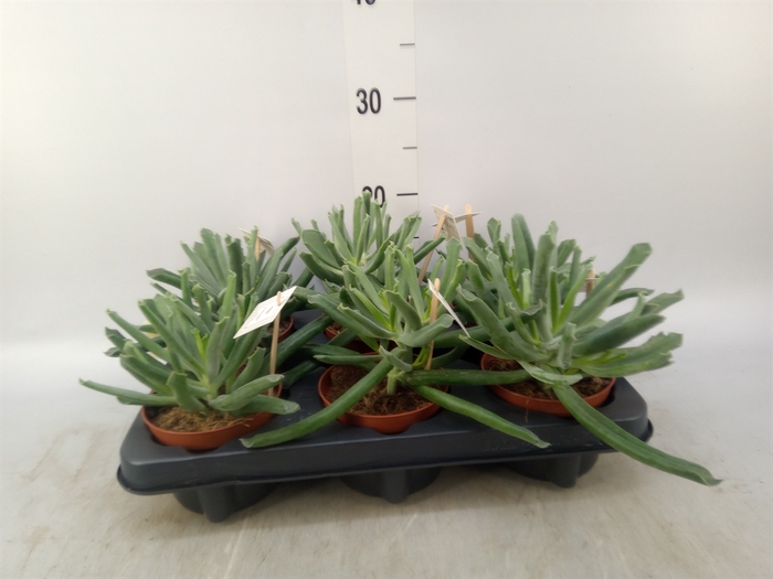 <h4>Cotyledon  'Elephants Trunk'</h4>
