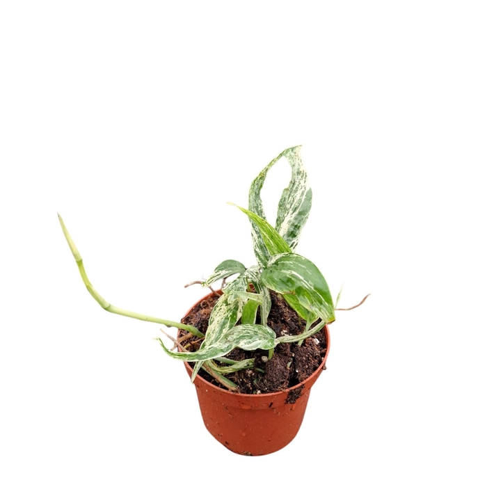 <h4>Amydrium Zippelianum Variegata</h4>