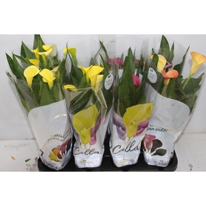 CALLA COLORIDA P14