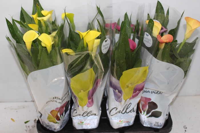 <h4>CALLA COLORIDA P14</h4>