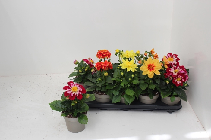 <h4>DAHL L ME GEM</h4>