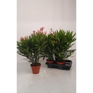 NERI OLEANDER