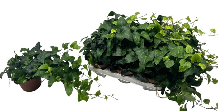 <h4>HED HE MEIN HERZ</h4>