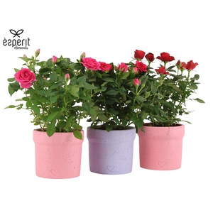 2501145: Solutionss Lovess