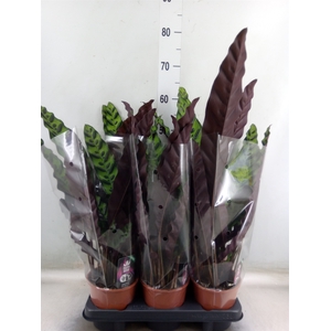 Calathea lancifolia