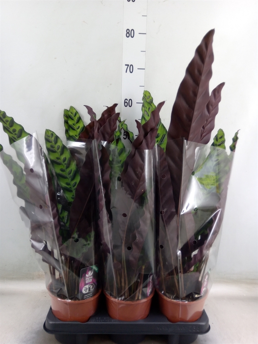 <h4>Calathea lancifolia</h4>
