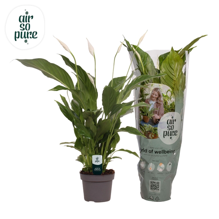 <h4>Spathiphyllum 13 cm Strauss Air So Pure</h4>