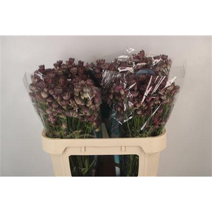 Astrantia Star Of Africa