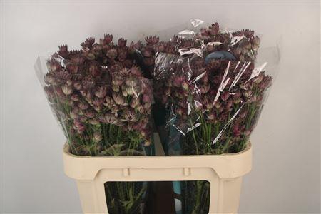 <h4>Astrantia Star Of Africa</h4>