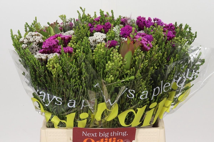 <h4>BQ Wild Flower</h4>