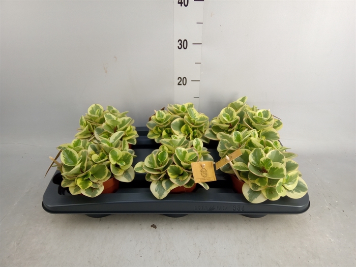 <h4>Peperomia obt. 'Obtipan Bicolor'</h4>