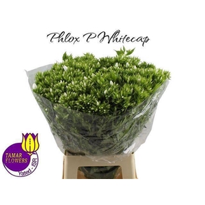 PHLOX P WHITECAP