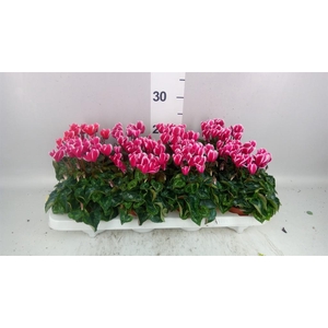 Cyclamen KL 'Odora Fuji WineRed'
