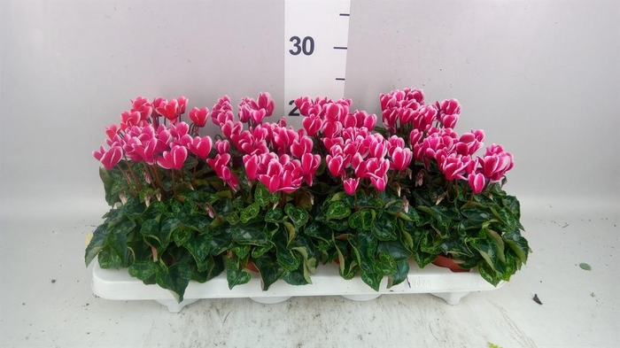 <h4>Cyclamen KL 'Odora Fuji WineRed'</h4>