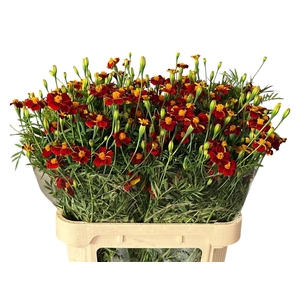TAGE BURNING EMBERS 080CM
