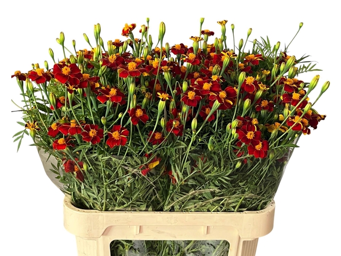 <h4>TAGE BURNING EMBERS 080CM</h4>