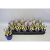 Bol op pot Crocus Flower record (Blauw)