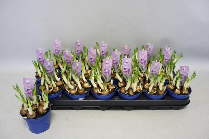 Bol op pot Crocus Flower record (Blauw)