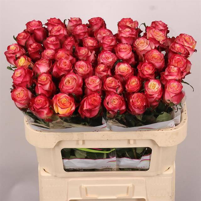 <h4>R GR MAI TAI</h4>